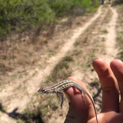 Holbrookia propinqua