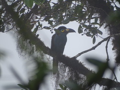 Andigena laminirostris