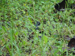 Spodiornis rusticus