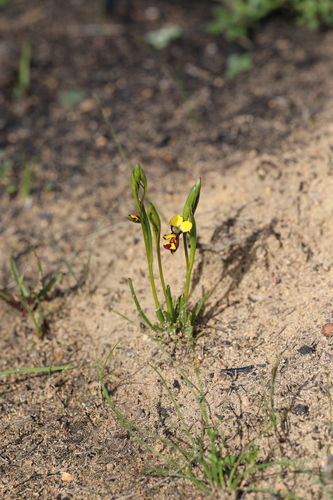 Image of Diuris laxiflora by (c) Hugo Innes, some rights reserved (CC BY)