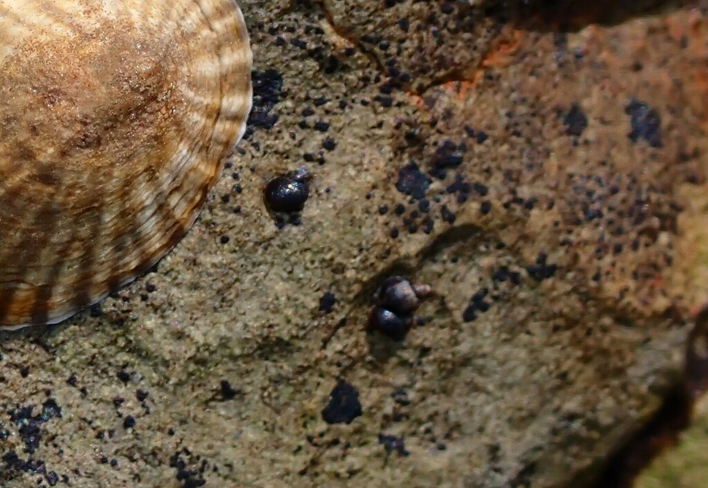 Afrolittorina acutispira from Barcoongere NSW 2460, Australia on August