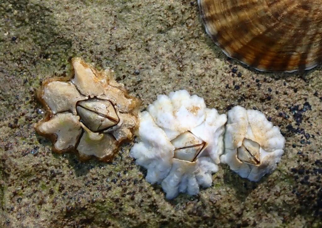 Balanidae from Barcoongere NSW 2460, Australia on August 29, 2023 at 12 ...
