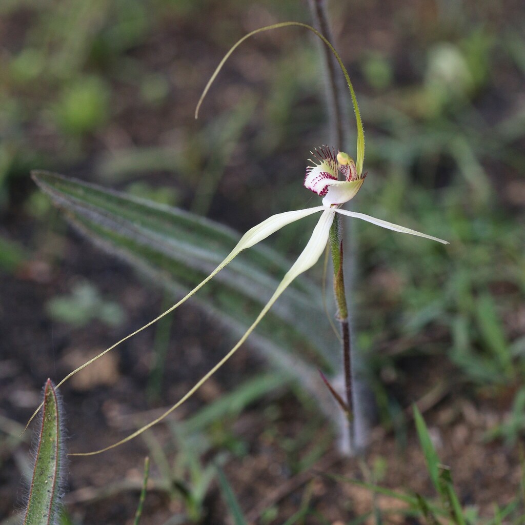 Caladenia × cala