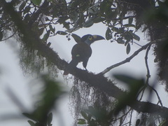 Andigena laminirostris