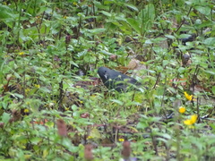 Spodiornis rusticus