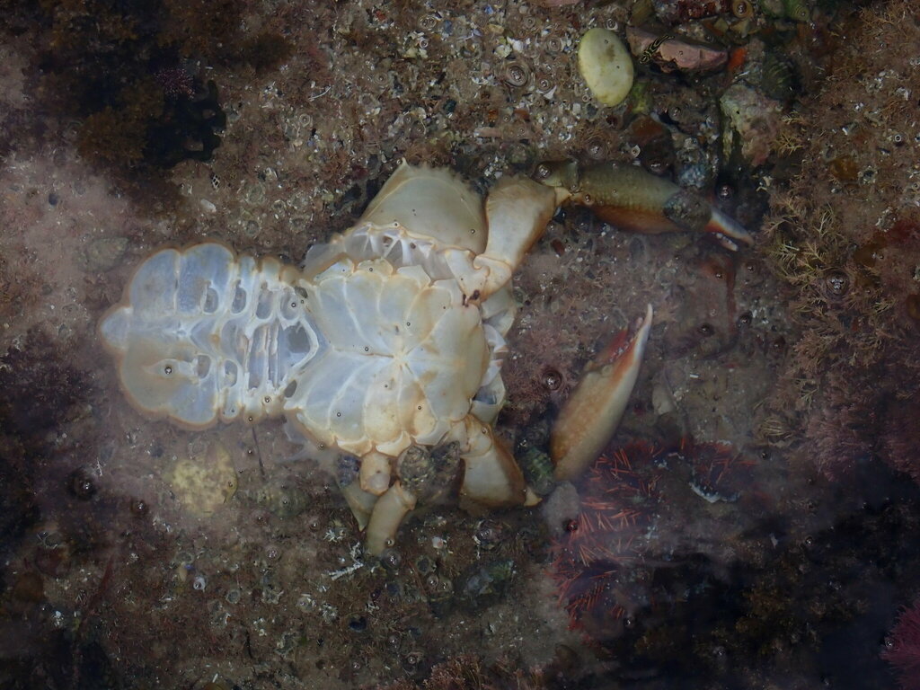 Mud Crabs from Barcoongere NSW 2460, Australia on August 29, 2023 at 12