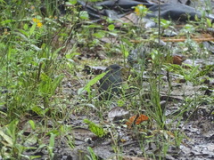 Spodiornis rusticus