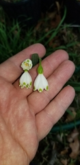 Leucojum