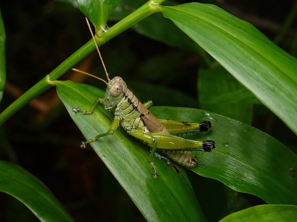 Tonkinacris yaeyamaensis