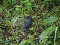 Spodiornis rusticus
