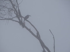 Andigena laminirostris