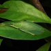 Phyllomimus sinicus - Photo (c) orthoptera-jp, algunos derechos reservados (CC BY-NC), subido por orthoptera-jp