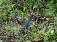 Spodiornis rusticus