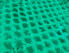 Corythoichthys haematopterus