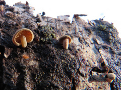 Simocybe haustellaris