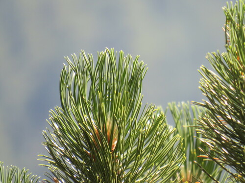 Bosnian pine
