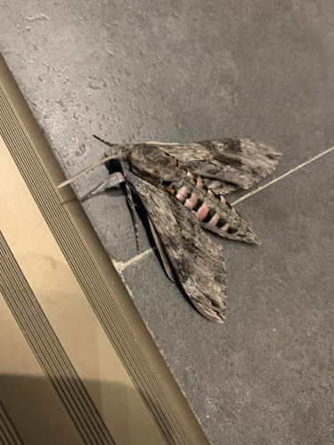 Agrius convolvuli