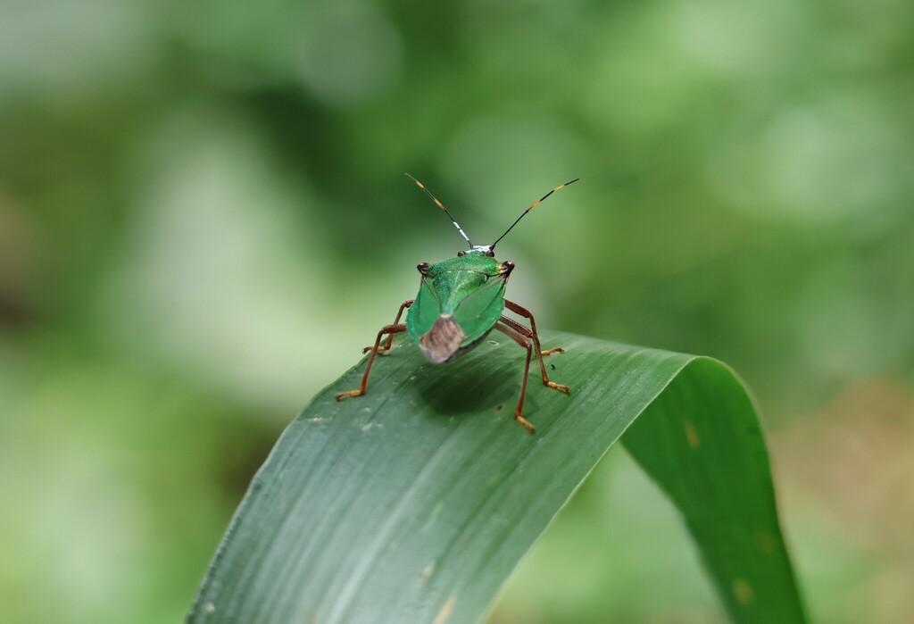 Dalpada smaragdina from 中国江西省吉安市井冈山市 on June 5, 2023 at 10:50 AM by ...