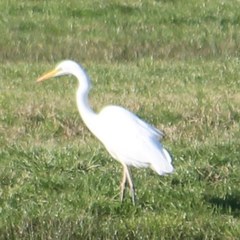 Ardea alba alba