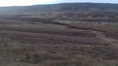 Calluna vulgaris