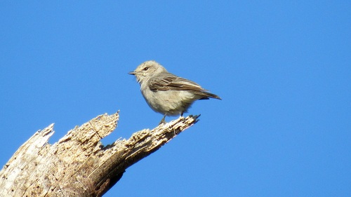 African Grey Flycatcher (Bradornis microrhynchus), photo 8