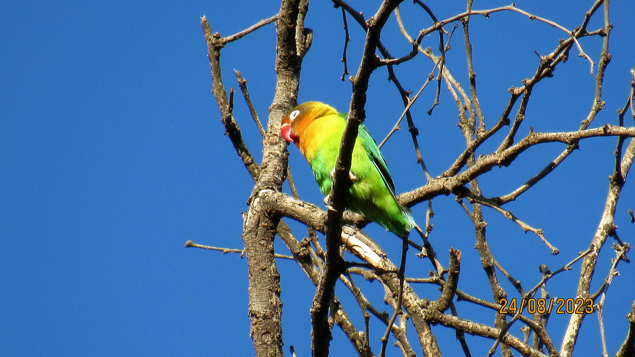 Fischer's Lovebird