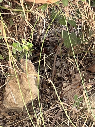 Sierra Nevada Ocellated Lizard