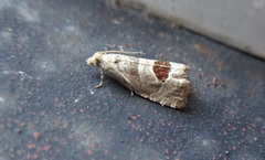 Notocelia uddmanniana