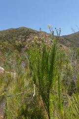 Senecio euryopoides