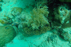 Tridacninae