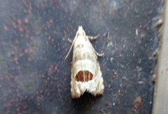 Notocelia uddmanniana