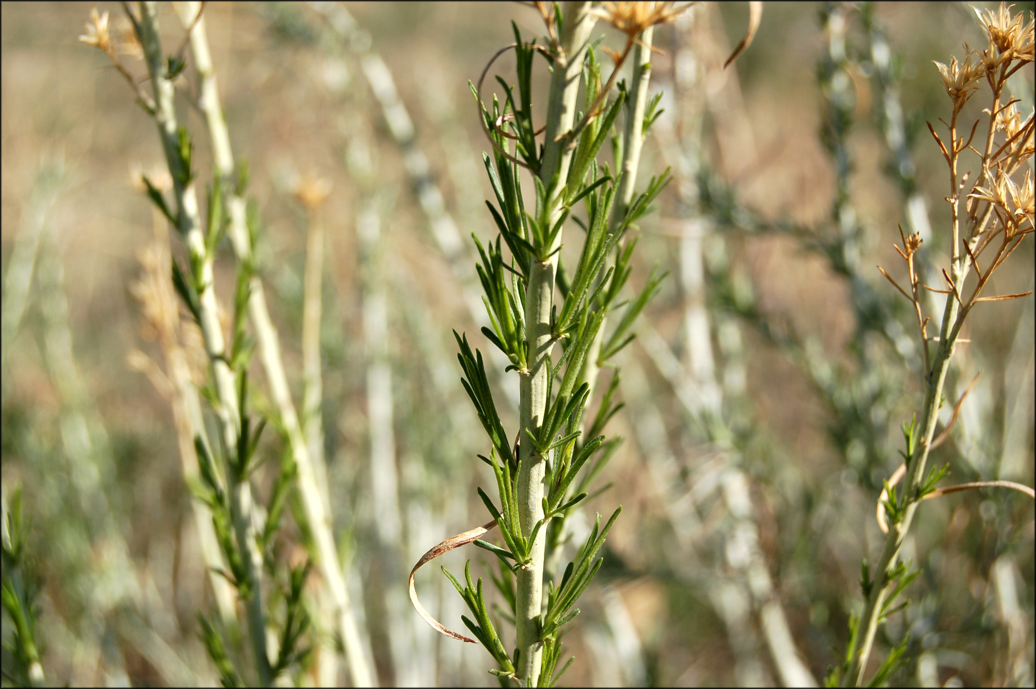 Ericameria nauseosa var. oreophila