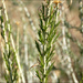 Great Basin Rabbitbrush - Photo (c) Tony Frates, some rights reserved (CC BY-NC-SA)