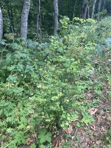 Euphorbia orjeni