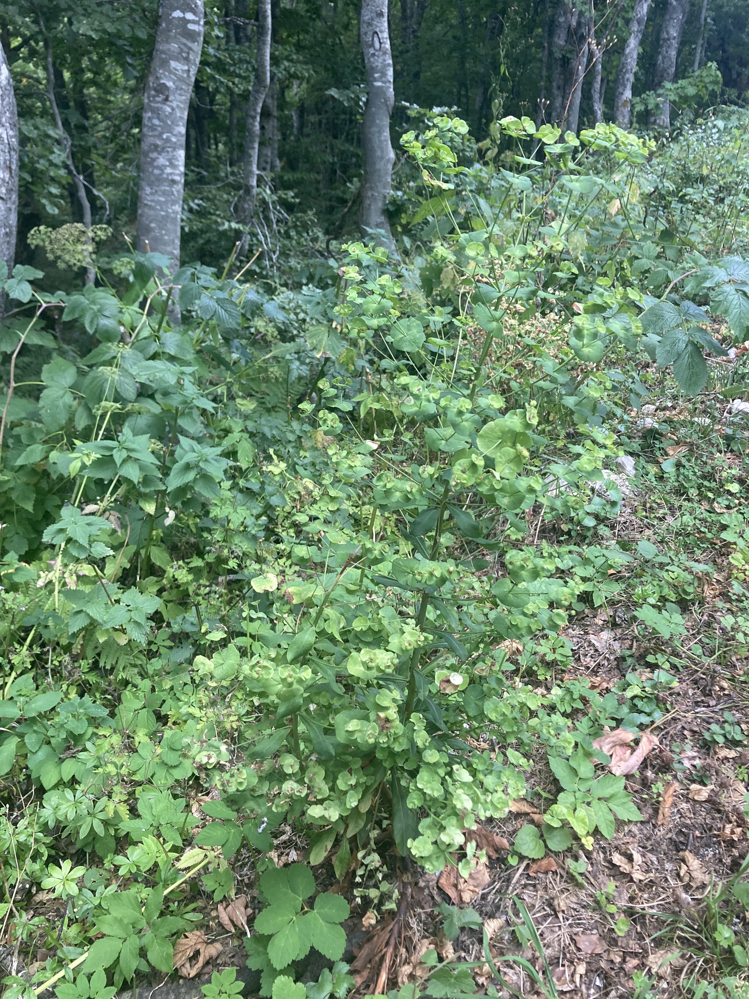 Euphorbia orjeni
