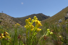 Senecio euryopoides