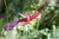 Dolichandra cynanchoides