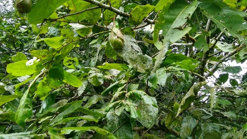 Image of Inocarpus fagifer by no rights reserved