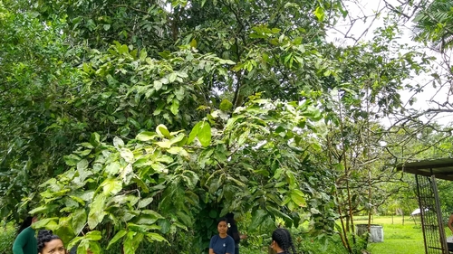 Image of Gatép (Inocarpus fagifer) by no rights reserved