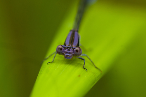 Variable Dancer, photo 4 of 10
