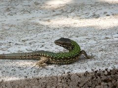 Podarcis muralis nigriventris