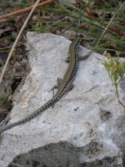 Podarcis muralis nigriventris