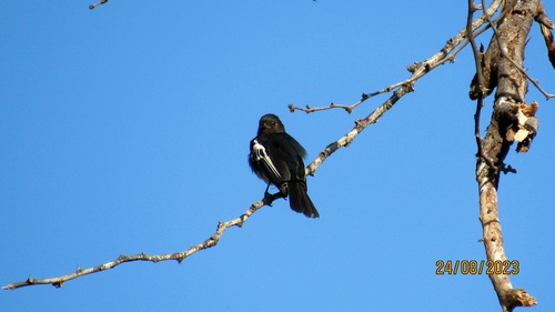 White-bellied Tit (Melaniparus albiventris), photo 6
