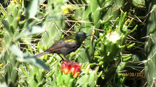 Bronze Sunbird (Nectarinia kilimensis), photo 7