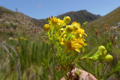 Senecio euryopoides