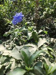 Plumbago auriculata