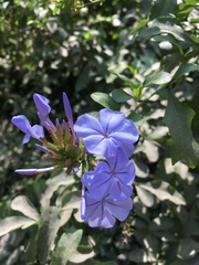 Plumbago auriculata