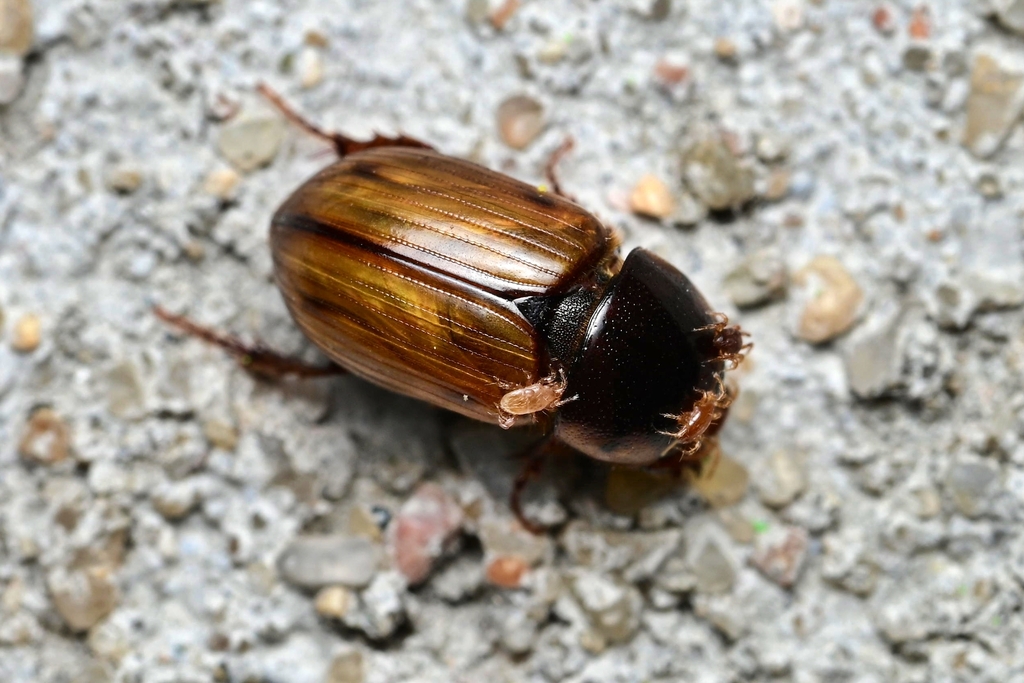 Bodilopsis sordidus