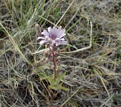 Lactuca pulchella
