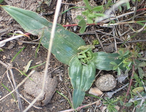 Colchicum cuspidatum
